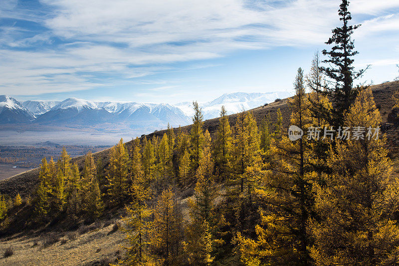 黄秋林的背景上的山北楚亚山脊的阿尔泰共和国，俄罗斯。