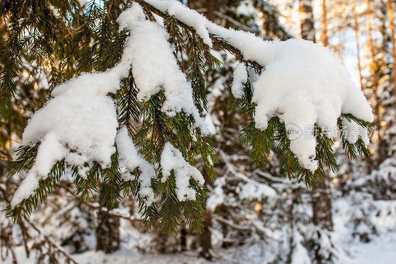 冬天的森林被雪覆盖