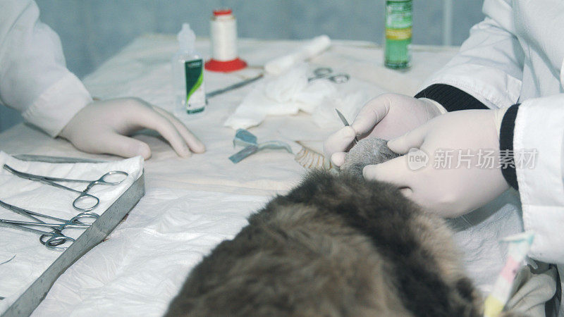 兽医检查患有肿瘤的猫。外科医生准备好做第一个手术了