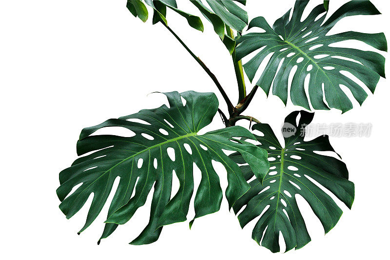 在白色背景下生长的热带叶科植物，其叶片深绿色，包括修剪路径。