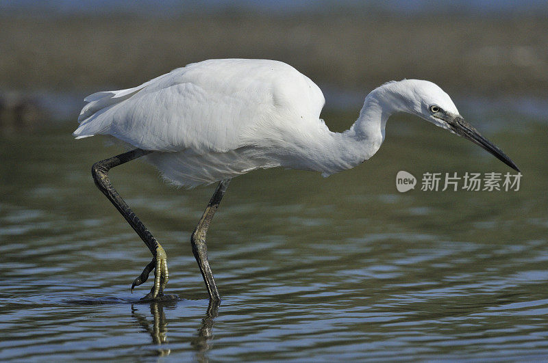 小白鹭(白鹭)