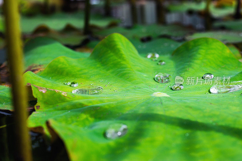 在植物园的池塘或池塘里，荷花在雨季的时候，绿叶的纹理和雨水的水滴
