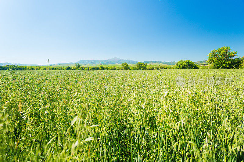 燕麦田景观。Fokus在植物的前景。托斯卡纳,意大利,欧洲