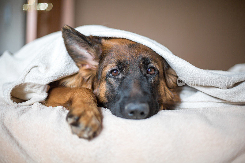 可爱的德国牧羊犬在床上的毯子。