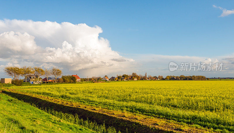 荷兰的乡村景观中盛开着黄色的油菜籽