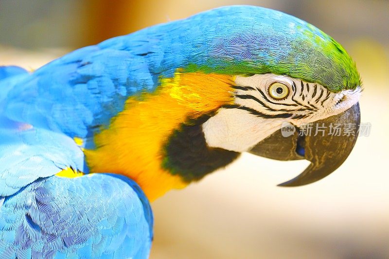 田园诗般的动物观鸟旅行:美丽和好奇的蓝色和黄色金刚鹦鹉热带鸟类在自然背景-潘塔纳尔湿地和亚马逊雨林，巴西