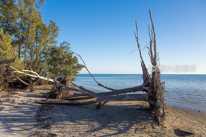 树倒在海岸线上，海岸，飓风破坏，艾尔玛2017