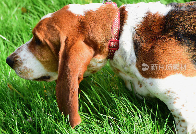 巴塞特猎犬