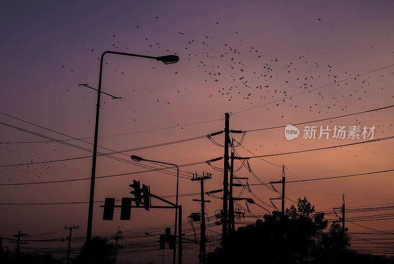 十字路口的剪影，交通灯和鸟在黄昏彩色的天空背景