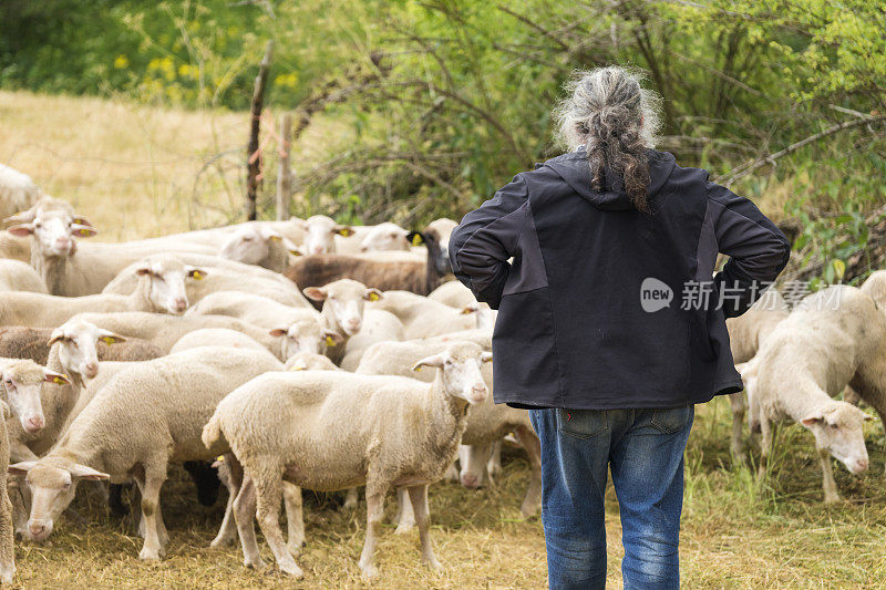 意大利农夫和他的羊
