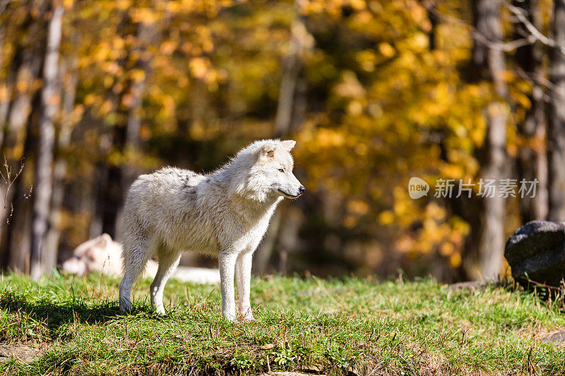 北极狼，摄于加拿大魁北克省北部的深秋。