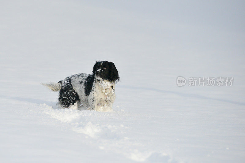 雪地里的猎犬