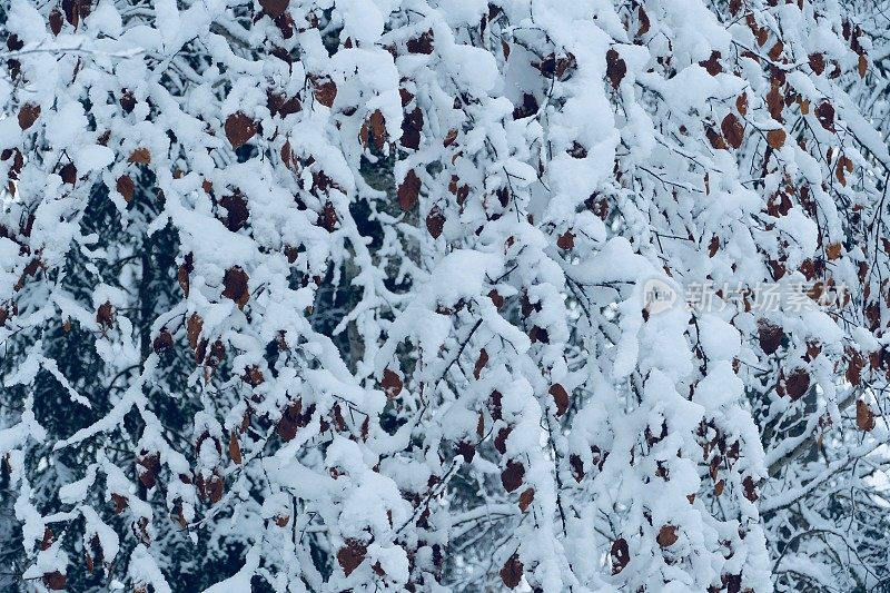 在欧洲阿尔卑斯山脉，冰雪覆盖的冬季景观和森林