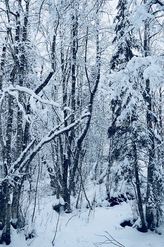 在欧洲阿尔卑斯山脉，冰雪覆盖的冬季景观和森林