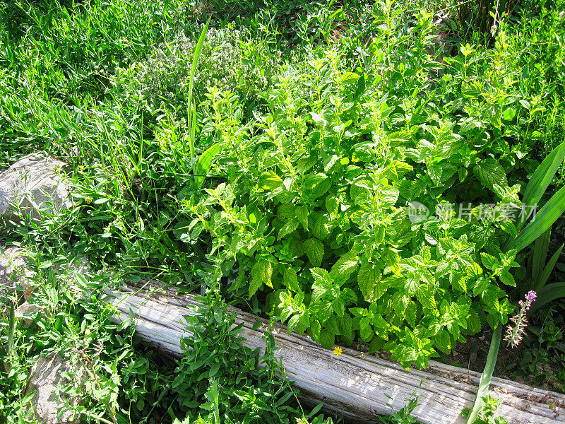 野生薄荷自然花园