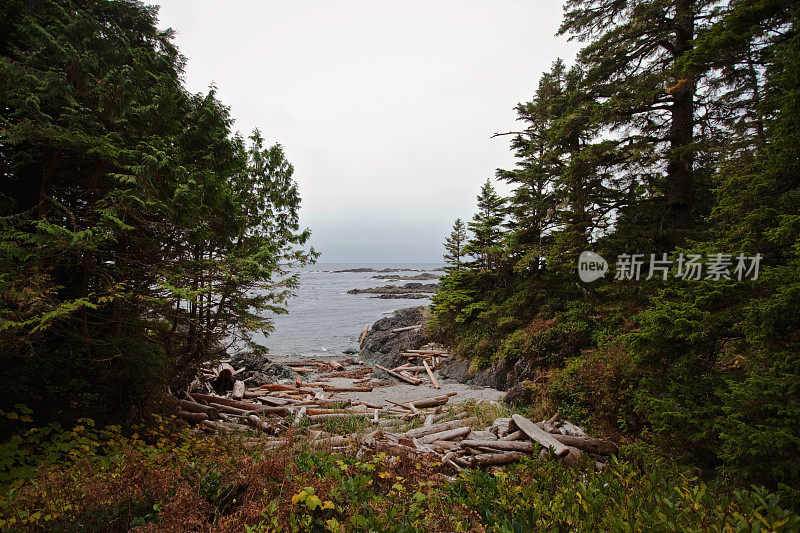 野生太平洋步道