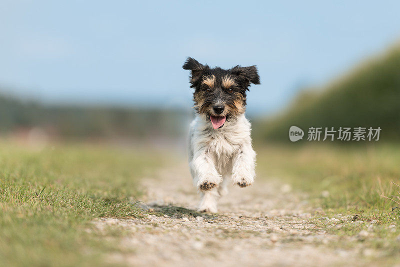 杰克罗素梗母犬，2岁，可爱的小狗，在春天的蓝天下，绿色草地旁的小路上欢快地跑得很快