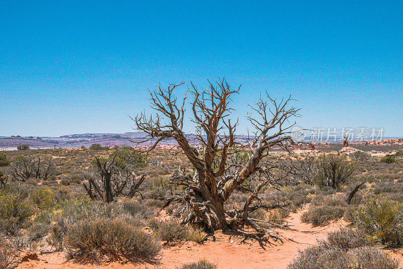 摩押沙漠枯萎的老树