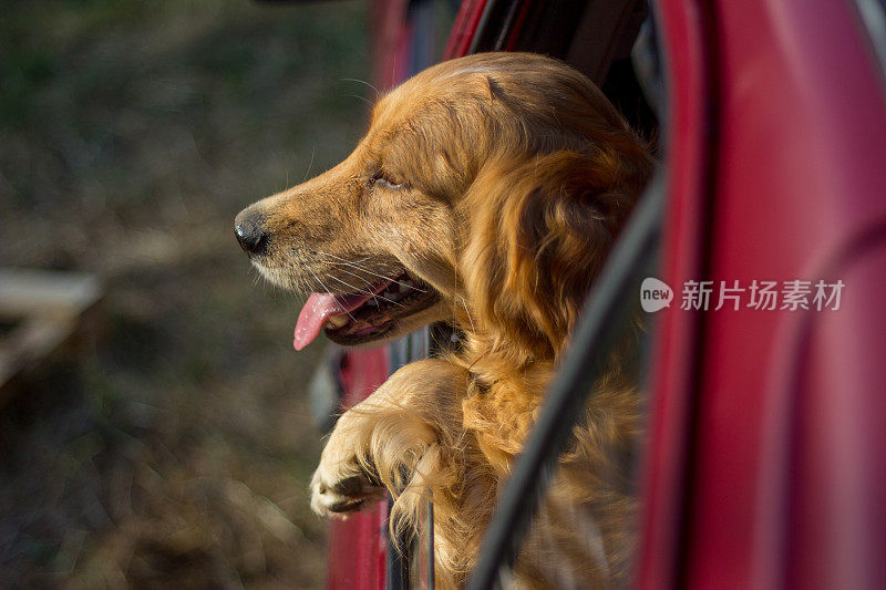 从车窗向外看的金毛猎犬