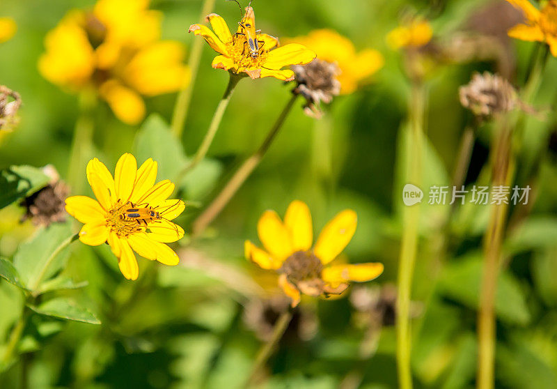 黄野花上的黄花甲虫