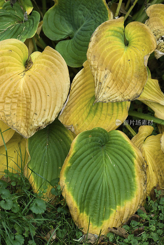 玉簪属草本植物叶子