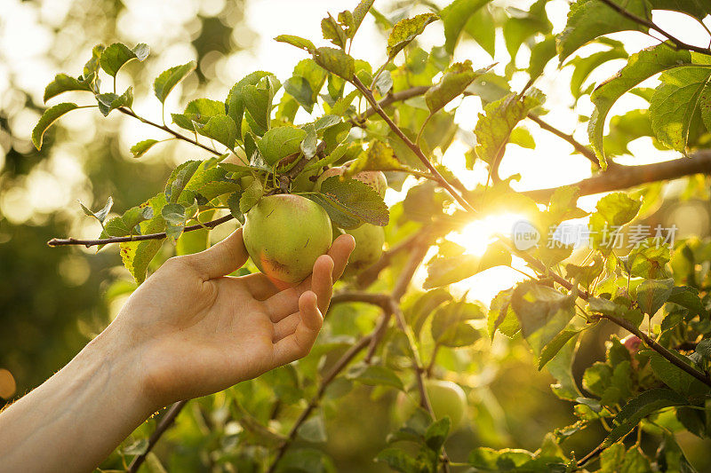 农人手采摘新鲜成熟的绿色苹果在花园日光健康生活秋收概念的特写