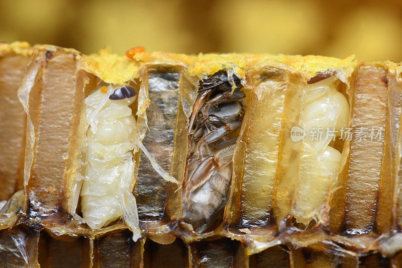 蛹蜜蜂在蜂房。