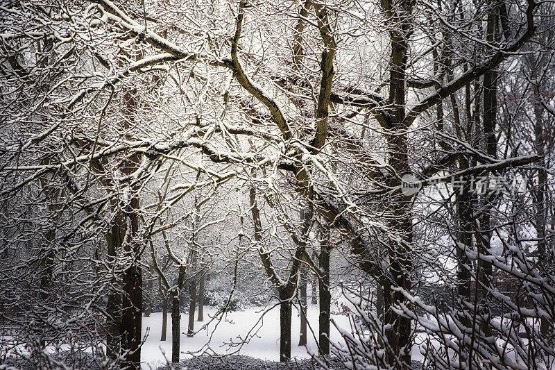 橡树被雪覆盖。