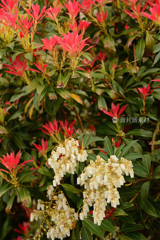 青花火红，花白。