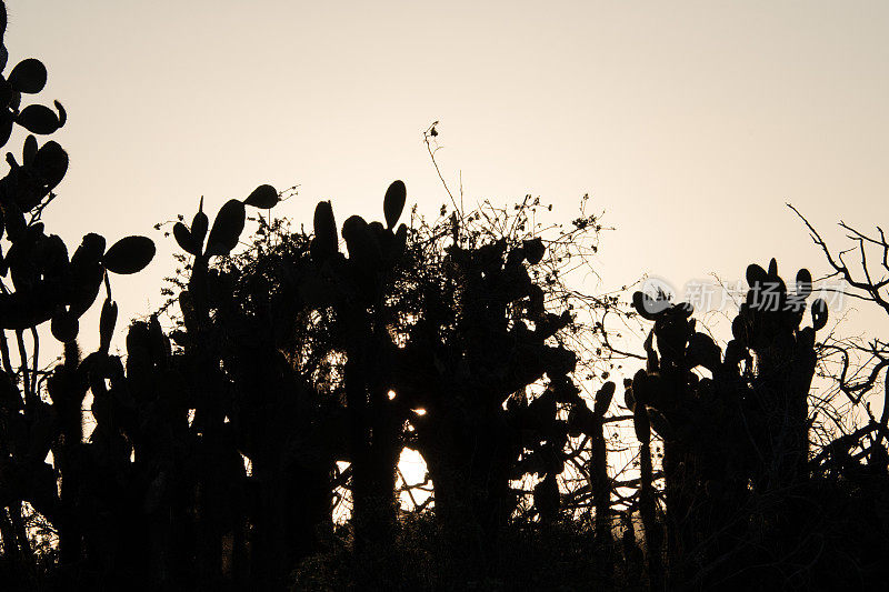 加拉帕戈斯群岛福罗里亚纳岛日落红树林的剪影