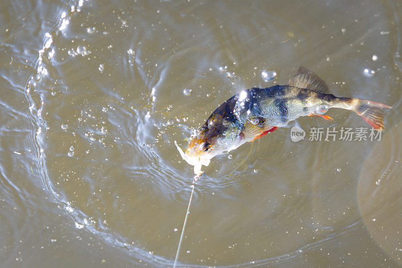 大清早在河上钓鲈鱼。