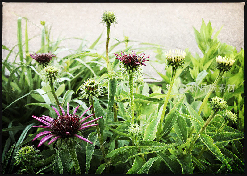 松果花开始开花和日本甲虫