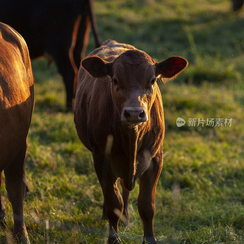 甜美的棕色小牛在草地上