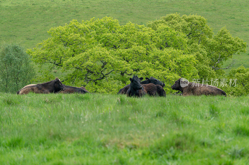 苏格兰乡村景观与奶牛。