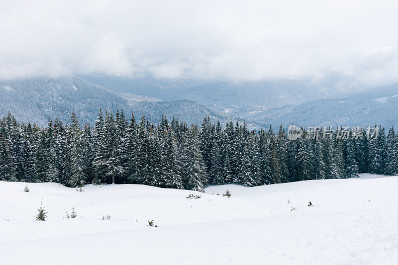 雪山中的冷杉树景观