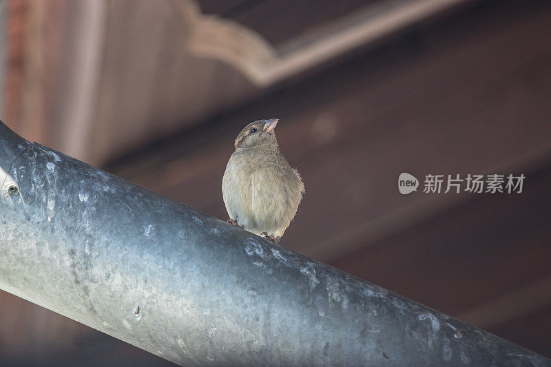 一只麻雀坐在屋顶的排水沟上向上看