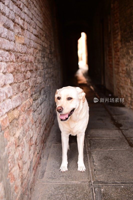 威尼斯的拉布拉多犬