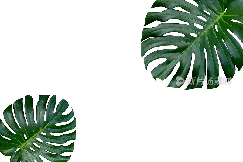 两棵芒斯特拉植物的叶子，热带常绿藤蔓顶景平孤立地躺在白色的背景上