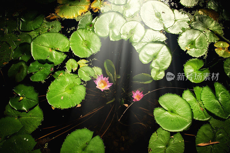 近看美丽的睡莲花漂浮在水上