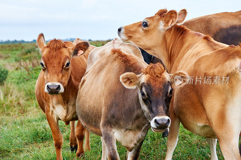 棕色奶牛或小母牛的特写
