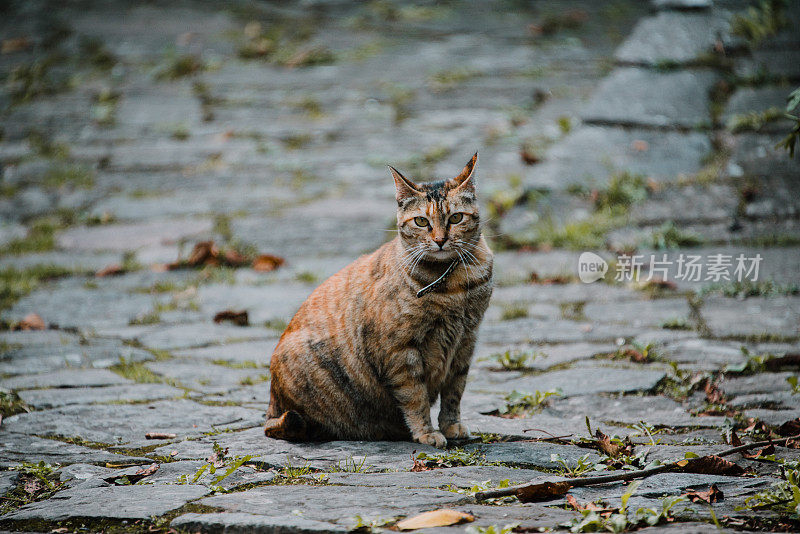 街上的猫