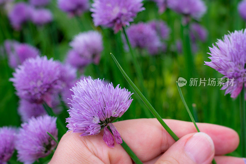 拿着紫香葱花的女人