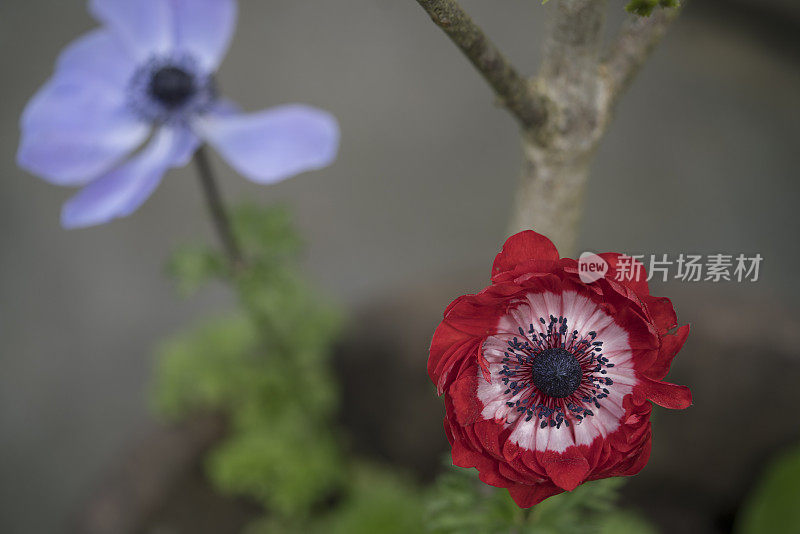 海葵花特写