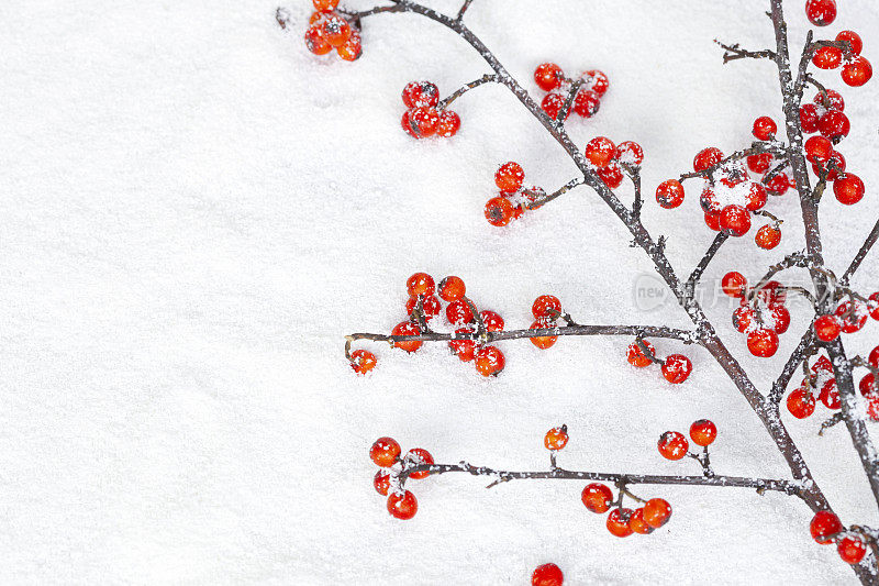 圣诞冬青枝和红莓