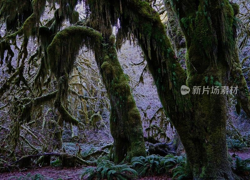 Hoh热带雨林小径