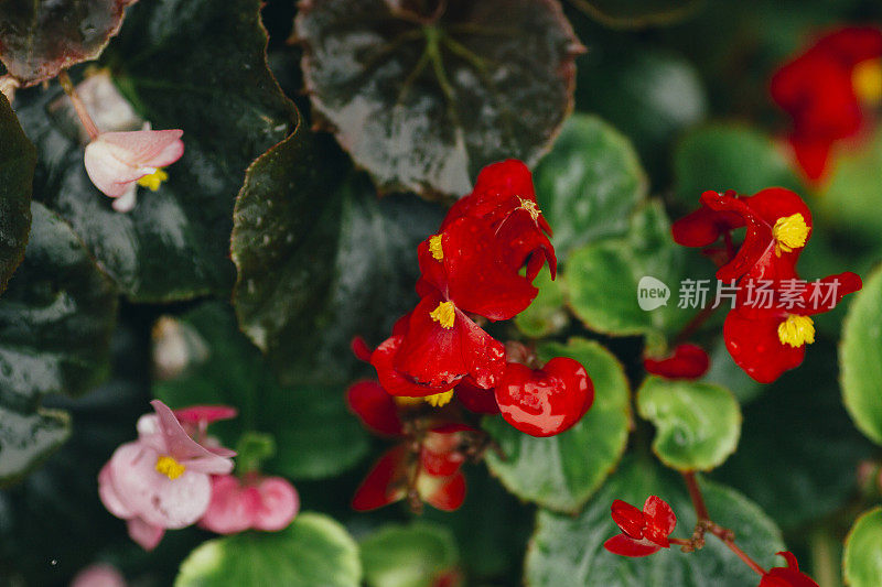 秋海棠的红色的花