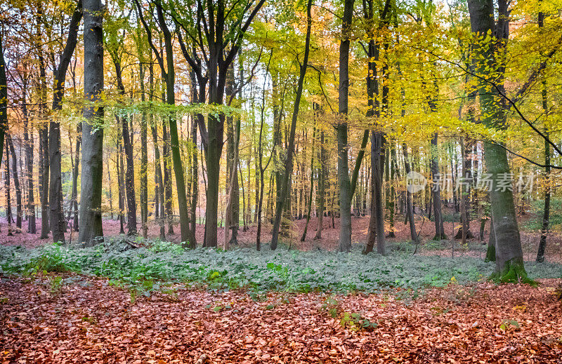 德国落叶林中的秋天色彩
