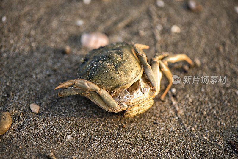 海滩上的死螃蟹