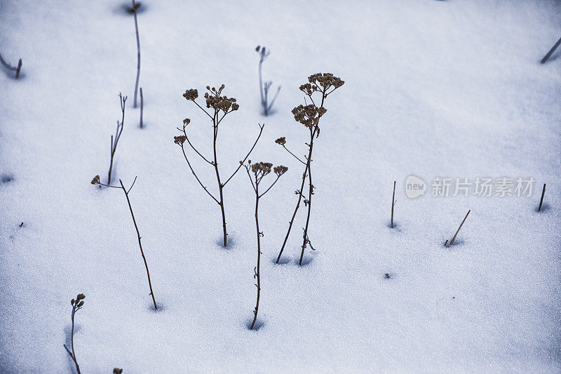 雪中的干草