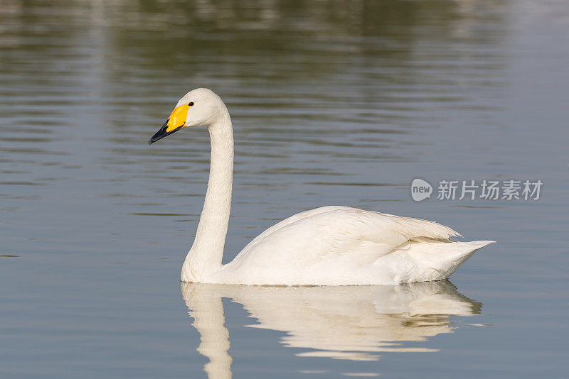 大天鹅